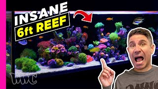 EASY Beginner Mixed Reef Aquarium INSANE Growth [upl. by Elagibba]