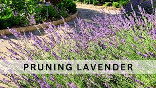 When Why and How to Prune Lavender [upl. by Lidah]