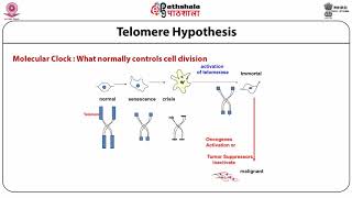 M31 Basics of mammalian cell culture techniques [upl. by Aitnic407]