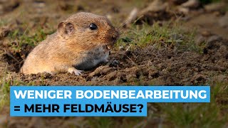 Weniger Bodenbearbeitung mehr Zwischenfrüchte  dafür auch MEHR Feldmäuse [upl. by Behrens]