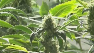 Potential major marijuana move could impact Texas laws [upl. by Kylah]