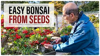 Easy Bonsai Trees from Seeds [upl. by Bobbette]