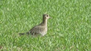 European Golden Plover Pluvialis apricaria  Βροχοπούλι  Χρυσοπλουμιδη  Cyprus [upl. by Xenos]