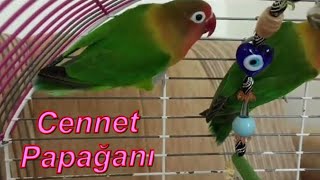 6 Aylık Cennet Papağanı Sesleri 🥰Cennet Papağanı Nasıl Öter cennetpapağanı sevdapapağanı [upl. by Judi]