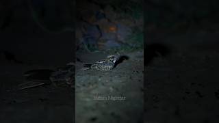 Indian Nightjar  Tipeshwar Call9167724318 nightjar birdsanctuary birds nocturnals tipeshwar [upl. by Annaor719]