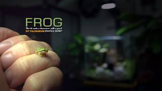 Make a Mini Terrarium POND for Tiny FROGS ｜ビバリウム [upl. by Brien]