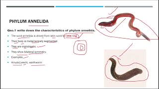 phylum annelida kingdom animalia biology fscbiology [upl. by Herve810]