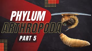 VET PARA 1  Phylum Arthropoda Part 5  Chapter 3 [upl. by Rocky]