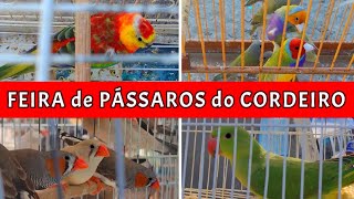 Feira de Pássaros e Gaiolas do Cordeiro  PE passaros criarpassaros feiralivre [upl. by Ahcrop]