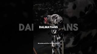 Dalmatians Amazing fact dog dalmatians [upl. by Enilarac40]