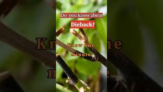 Do You Know About DiebackShort Video Citrus Plant [upl. by Orose299]