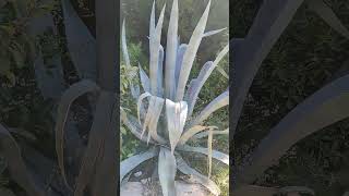 Agave americana youtubeshorts shortsagaverosette agavetequilanaplantsagaveplant recommended [upl. by Notnirb629]