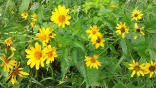 Oxeye Sunflower  Heliopsis helianthoides in bloom at Ion Exchange [upl. by Arria342]