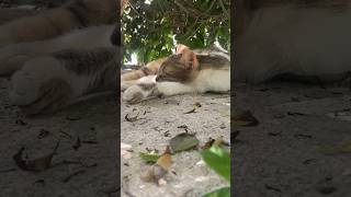 Wild cat 🐈 sleeping underneath tree shortvideo [upl. by Elum]