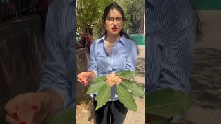 Palmately compound leaf🍁 neet2024 biology trending hardwork shorts shortsviral shortsyoutube [upl. by Eiznyl]