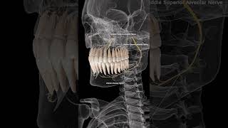 🦷 Alveolar Nerves The Sensory Pathways of Your Teeth 🦷 [upl. by Isobel]