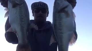 Lake Mendocino bass shorts bassfishing [upl. by Valeta75]