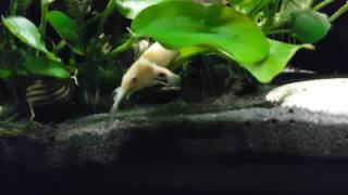 2 inch baby Albino Senegal Bichir catches Danio [upl. by Marriott515]