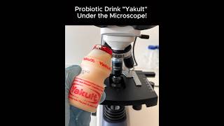 Probiotic Drink “Yakult” Under Microscope 2024 shortsvideo shorts [upl. by Nealey]