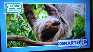 Xenarthra Animal  Xenarthra Animal for kids  Animals video for kids thekidslearning [upl. by Shaina746]