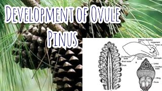 Development of Megasporangium ovule  Pinus  Gymnosperms [upl. by Harcourt928]