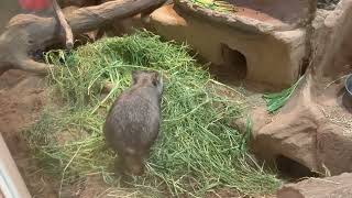 草を食べて寝床に帰るビスカッチャ 埼玉県こども動物自然公園 Plains viscacha returning to bed [upl. by Ablasor]