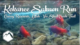 Kokanee Salmon Run Causey Reservoir Utah  Via Skull Crack Trail [upl. by Boys]