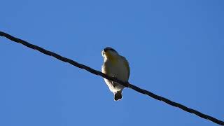 Striated Pardalote Yengarie Qld [upl. by Ayekram]