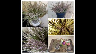 Growing Tips amp Repotting of a Heather Plant🌱🪴🌿Various Medicinal Properties💊 [upl. by Dierdre]