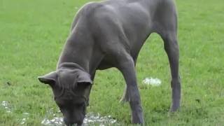 Hana Blue Thai Ridgeback Puppy Part 1 [upl. by Hoag701]