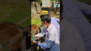 Cow Treatment cattle treatment for fever shorts cow trending funny [upl. by Pallaton774]