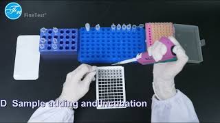 FineTest® ELISA Kit Operation GuideSandwich [upl. by Aynotahs]