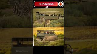 Uber launches 200 flatrate safari rides in Africa 😮🤑 automobile thebestmoviequotesofalltime [upl. by Crysta780]