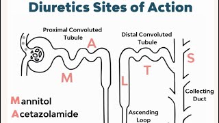 Medical chemistry  Diuretics part 2 كيمياء طبية الأدوية المدرة للبول [upl. by Cavanaugh]