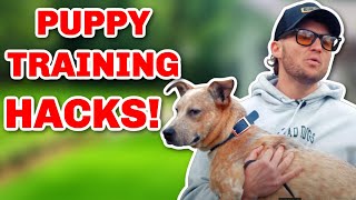 5 LIFE CHANGING PUPPY TRAINING TIPS YOU MUST KNOW [upl. by Wera105]