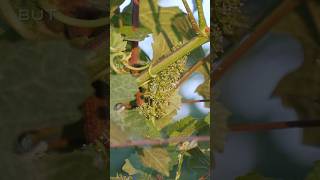 Flowering Grape Vines 🍇 🌸 [upl. by Bergeman]