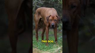 The Rhodesian Ridgeback 🔥 AWESOME Dog [upl. by Atcele]