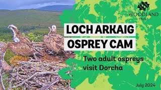 Other local Ospreys visit on Dorcha  Loch Arkaig Osprey Cam [upl. by Fulvia]