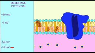 AP1 NEURON HYPERPOLARIZATION [upl. by Trebeh]