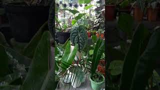 Philodendron X Anthurium plants tanamanindoor nature tanamanhiastermurah garden tanaman [upl. by Nirehtac]