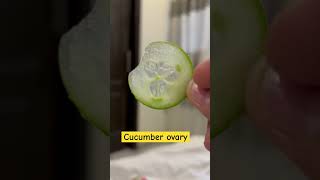 🥒 cucumber placentation ovary and family explained in hindiplantanatomy neetshorttricks [upl. by Oicapot324]