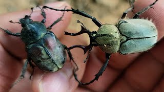 I met an interesting longhorned beetle in the forest where I was camping [upl. by Lokim]