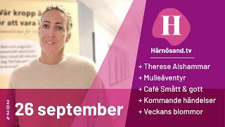 Härnösandtv  26 september 2024 [upl. by Ashla573]