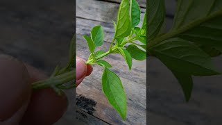 Basil how to grow  How to grow basil indoors from cuttings [upl. by Wagner554]