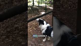 Dog 🐕 Howls with Wolves 🐺 Results Are Shocking [upl. by Stokes]