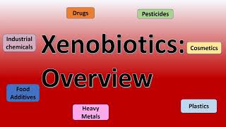 xenobiotics overview [upl. by Artinek]