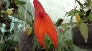 Masdevallia species Veitchiana Prince de Galle [upl. by Etireuqram]