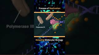 🔥 DNA Replication  Polymerase Helicase 🔥 motivation csir neet viral shorts status biology [upl. by Evvy]