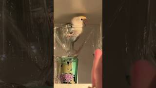 The most stressful 60 seconds of my day birds funnyanimals birdlife cutebirds cuteanimals [upl. by Abby]