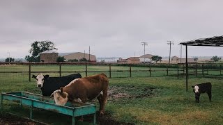 Waggoner Ranch Iconic Chunk of Texas for Sale at 725 Million [upl. by Aisanahta]